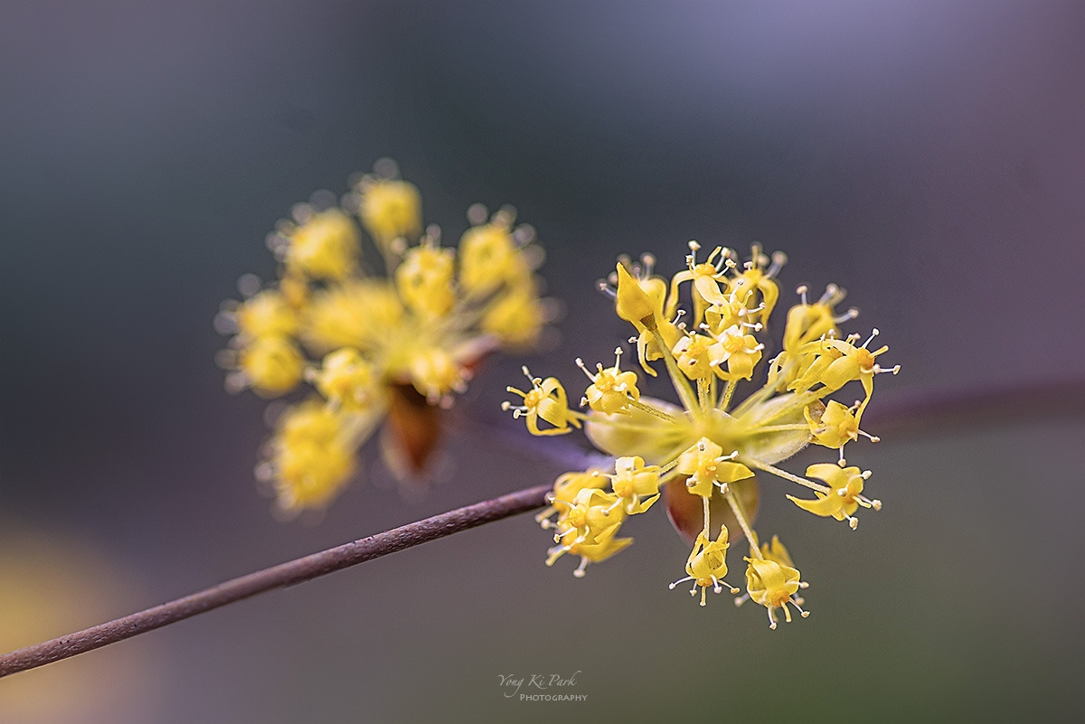 128_8994-97-st-s-Bom bom(spring spring)-2024-1-1.jpg