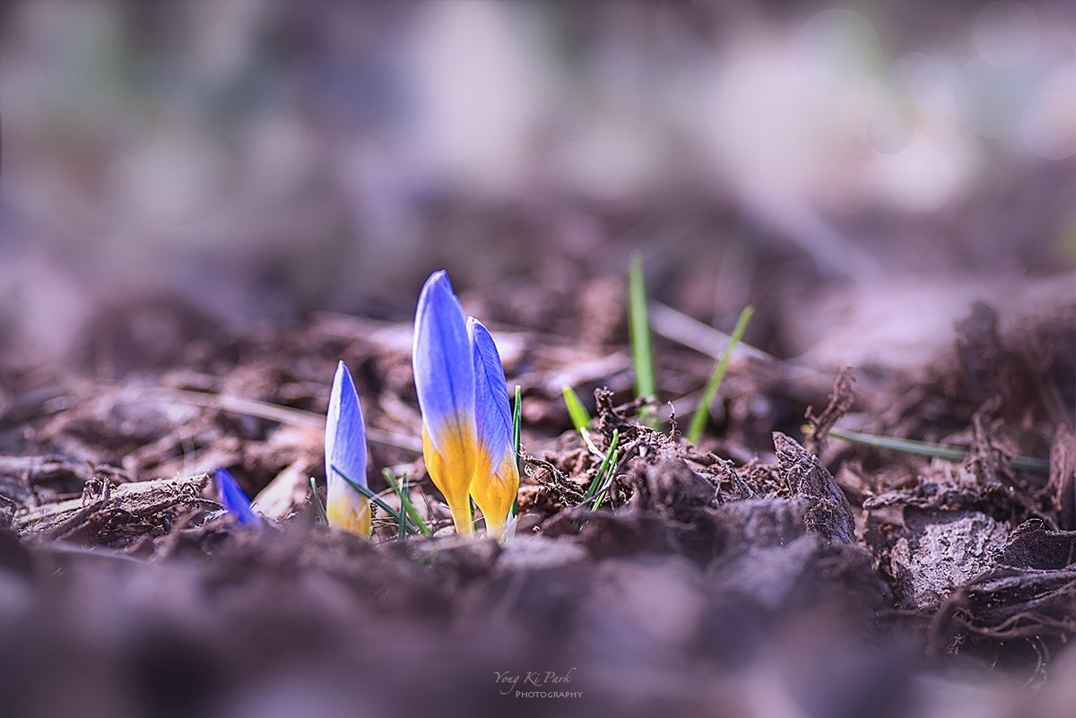 128_6436-F-s-In the garden of early spring-4.jpg