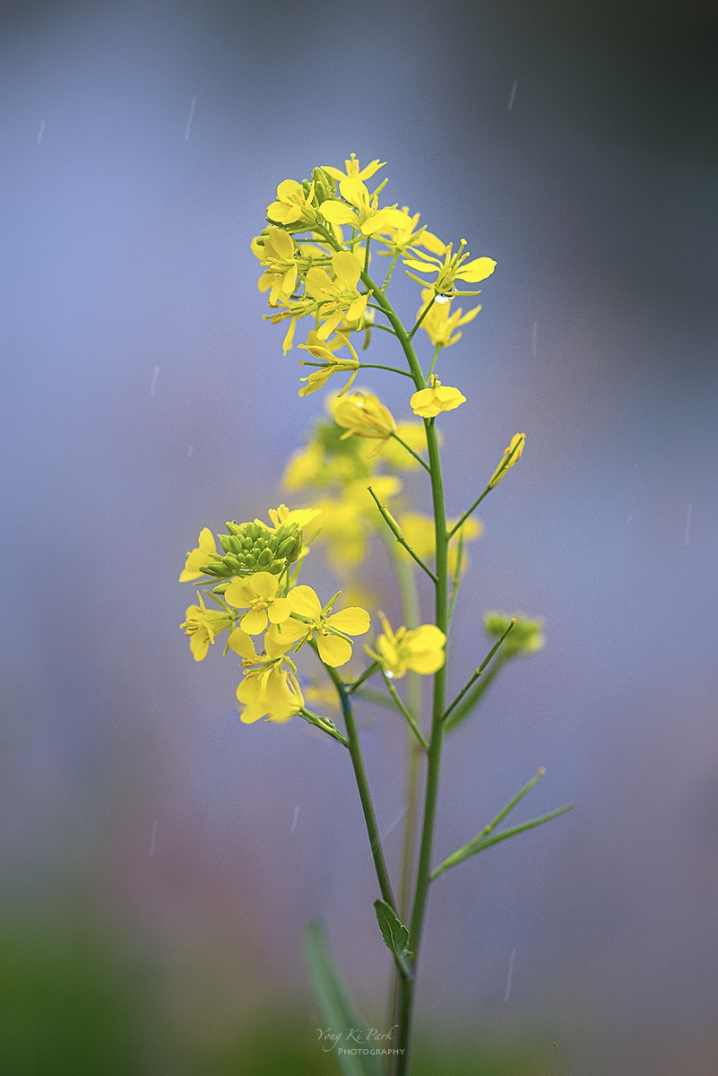 125_1432_29-st-s-The spring there-2023-6.jpg