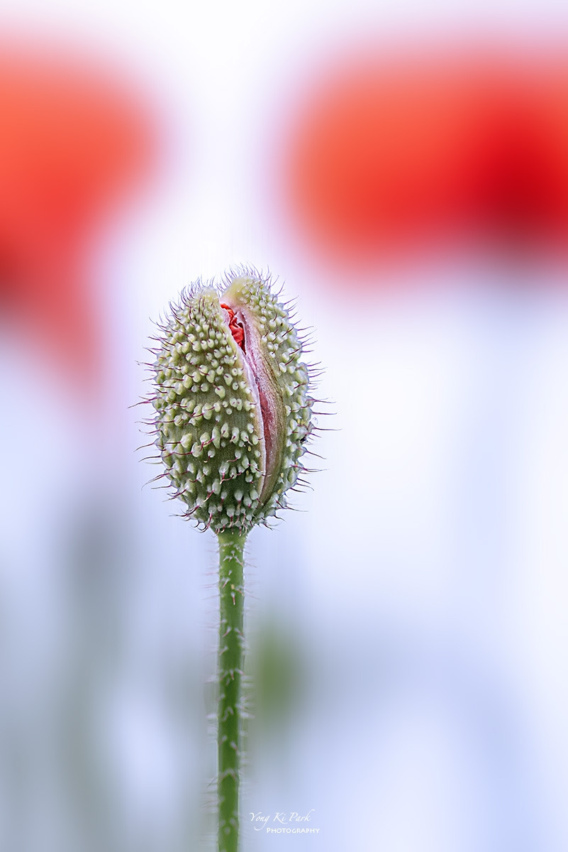 135_9996-99-st-s-In the summer garden-4.jpg