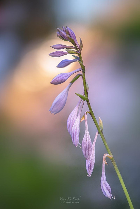 121_6240-s-Summer garden-15.jpg