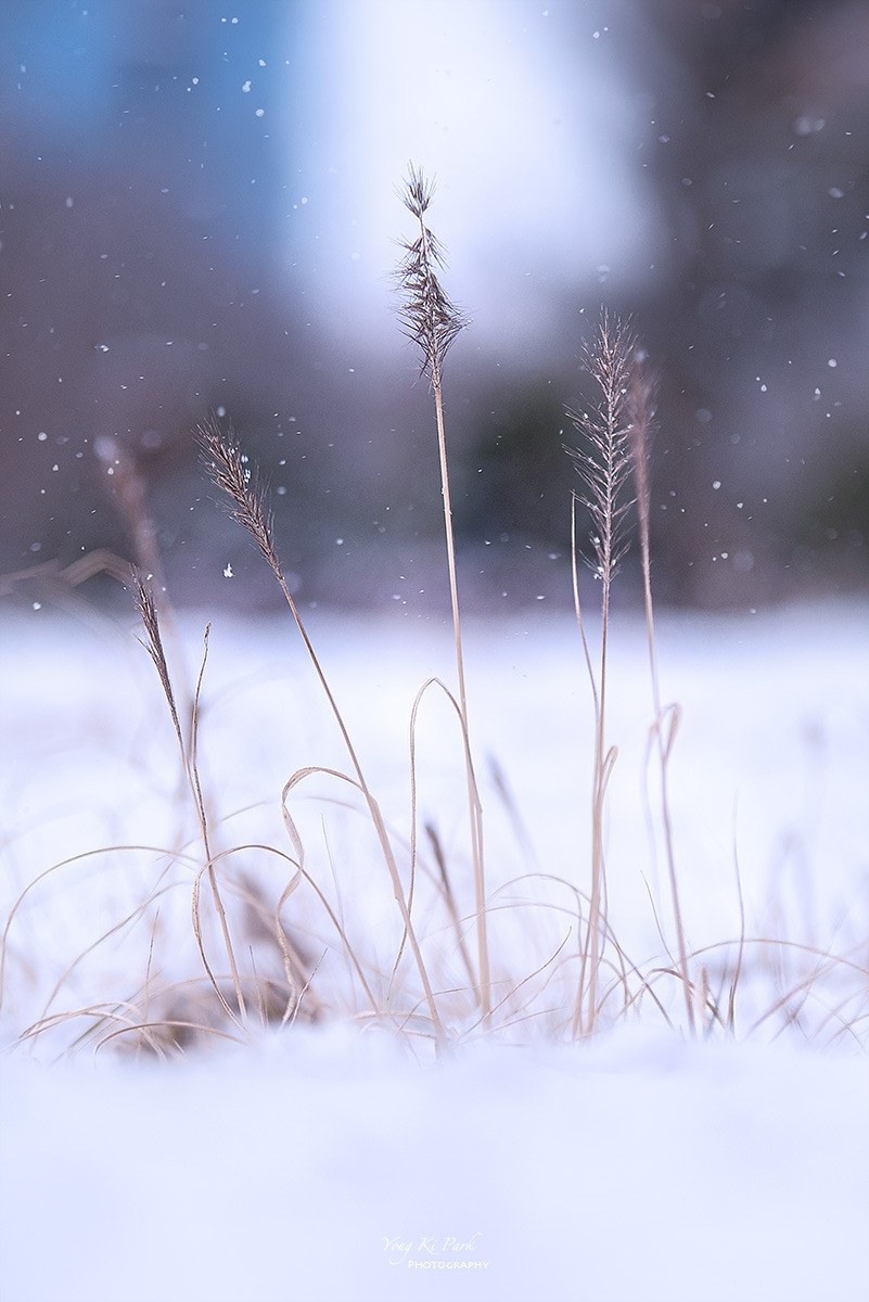 123_8147_52-st-c-s-Winter life-5.jpg