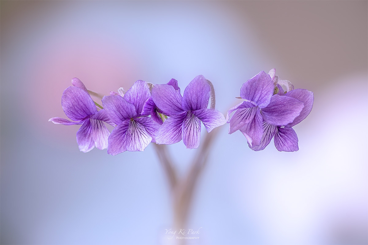 120_9806-24-st-s-So spring has come and is going-7.jpg