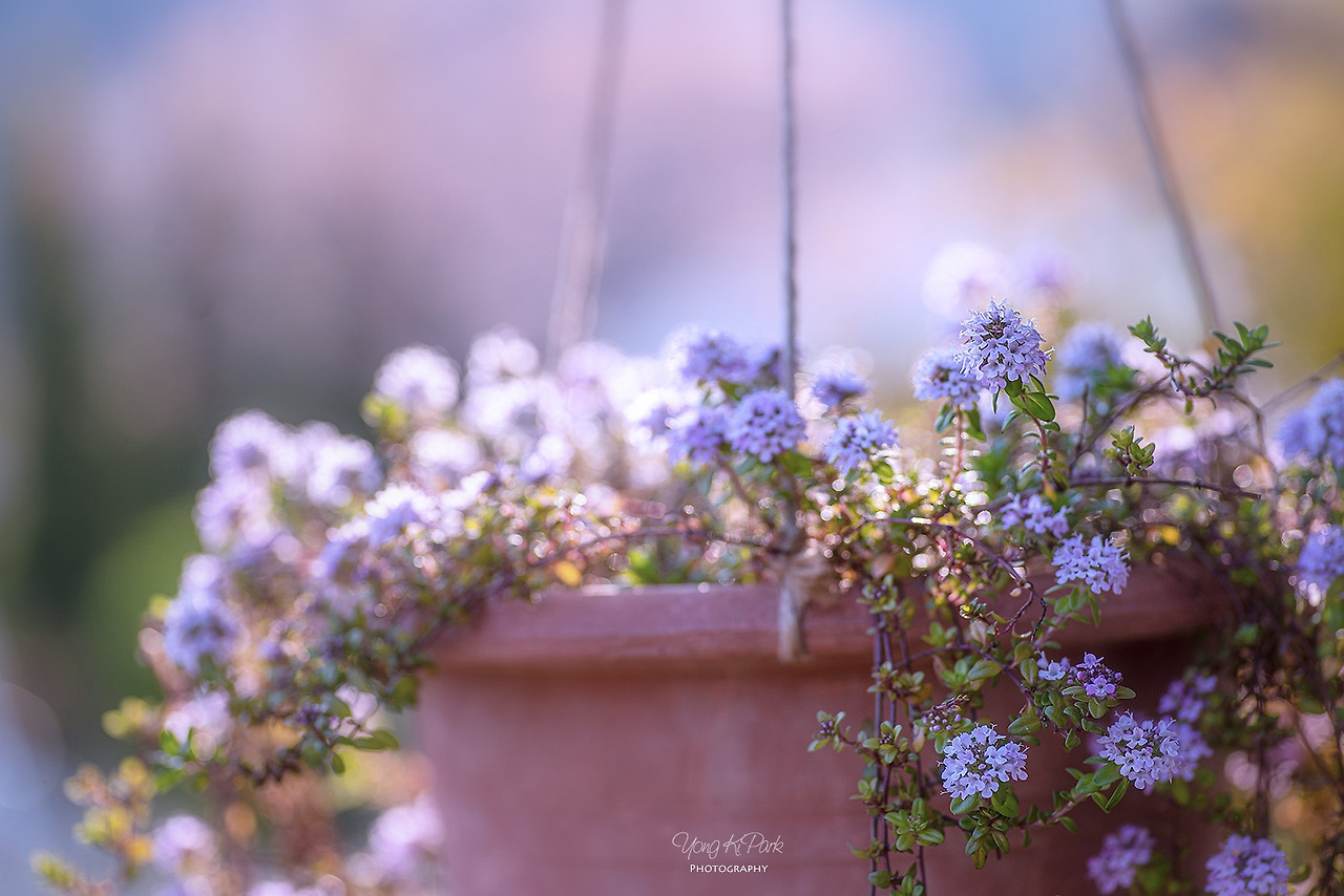 116_9582-s-Dreams of flowers-6.jpg