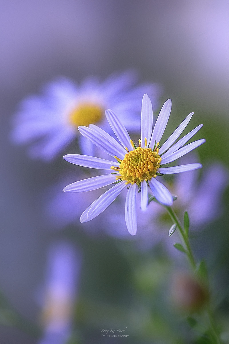 127_2684_90-st-s-Autumn garden-13.jpg