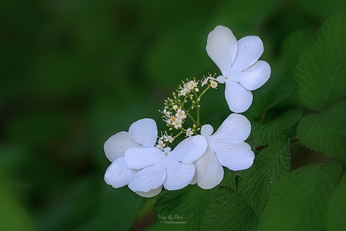 125_4409-13-st-s-The spring of the town-2023-14.jpg