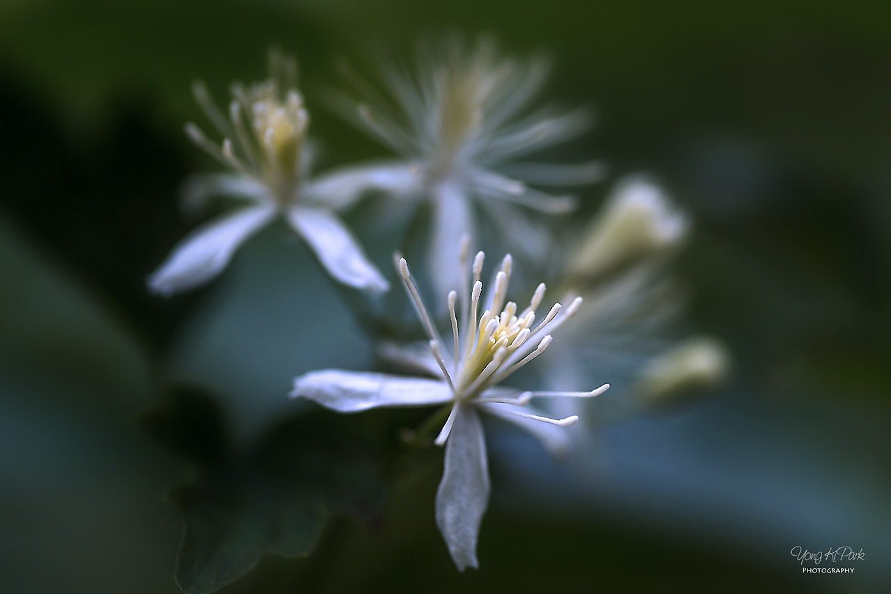 111_6928-s-Beginning of autumn-2.jpg