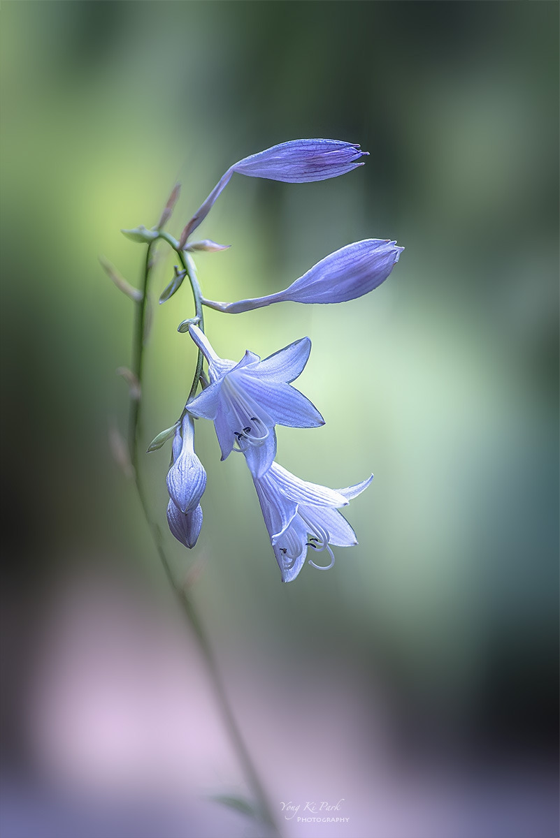 136_7874-80-st-s-Dreaming flower-2025-32.jpg