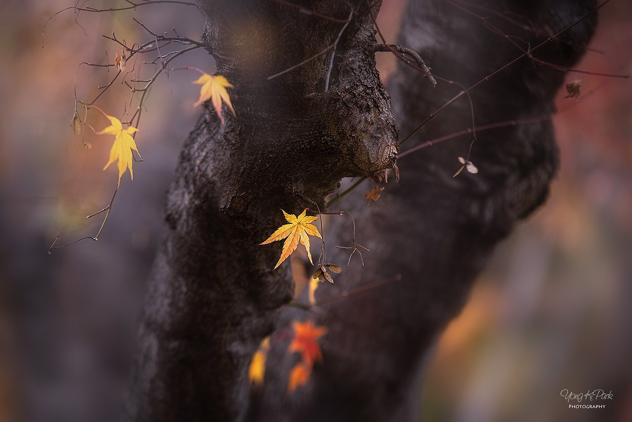 115_9272_70_9258-st-s-A legend of autumn-1.jpg