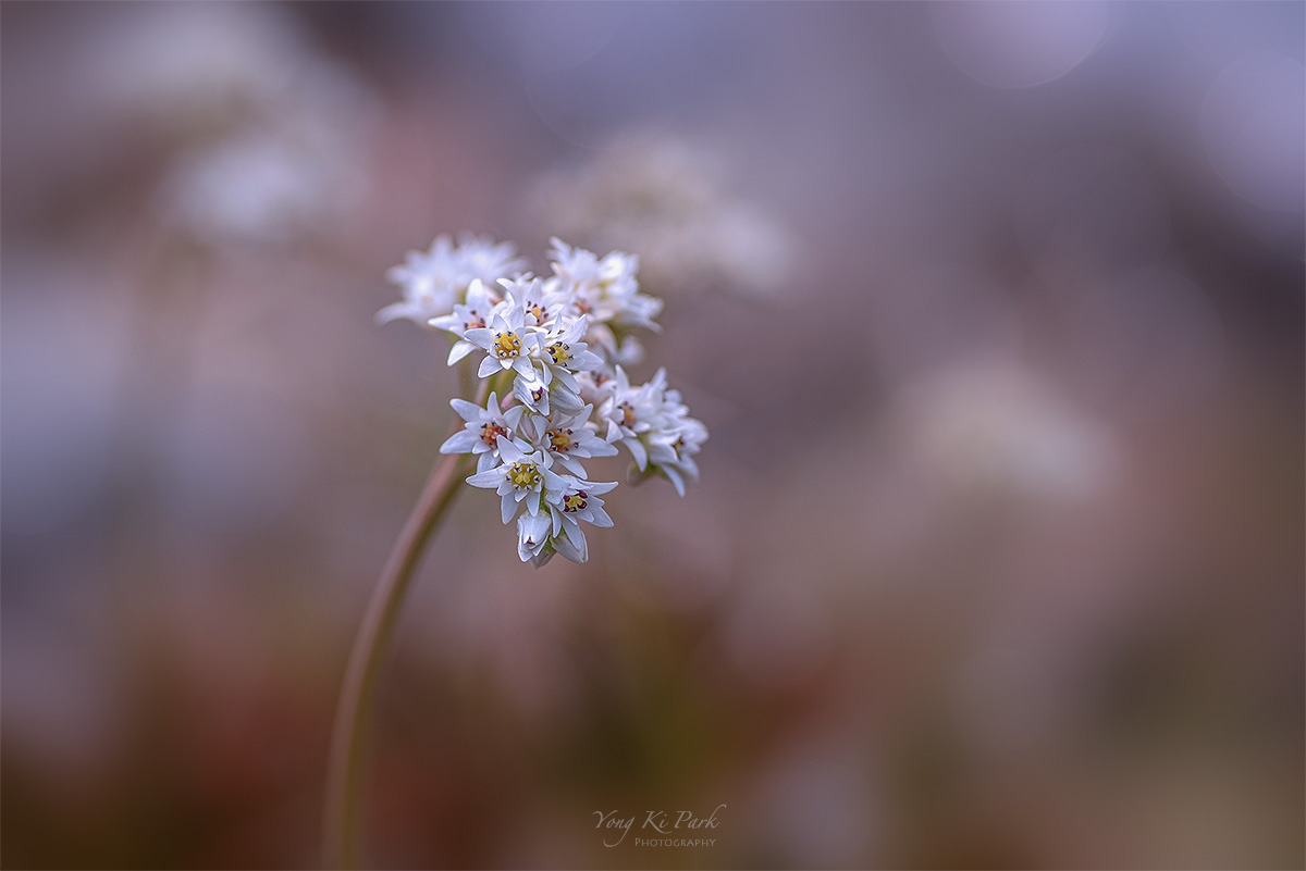 120_8943-s-At spring-15.jpg