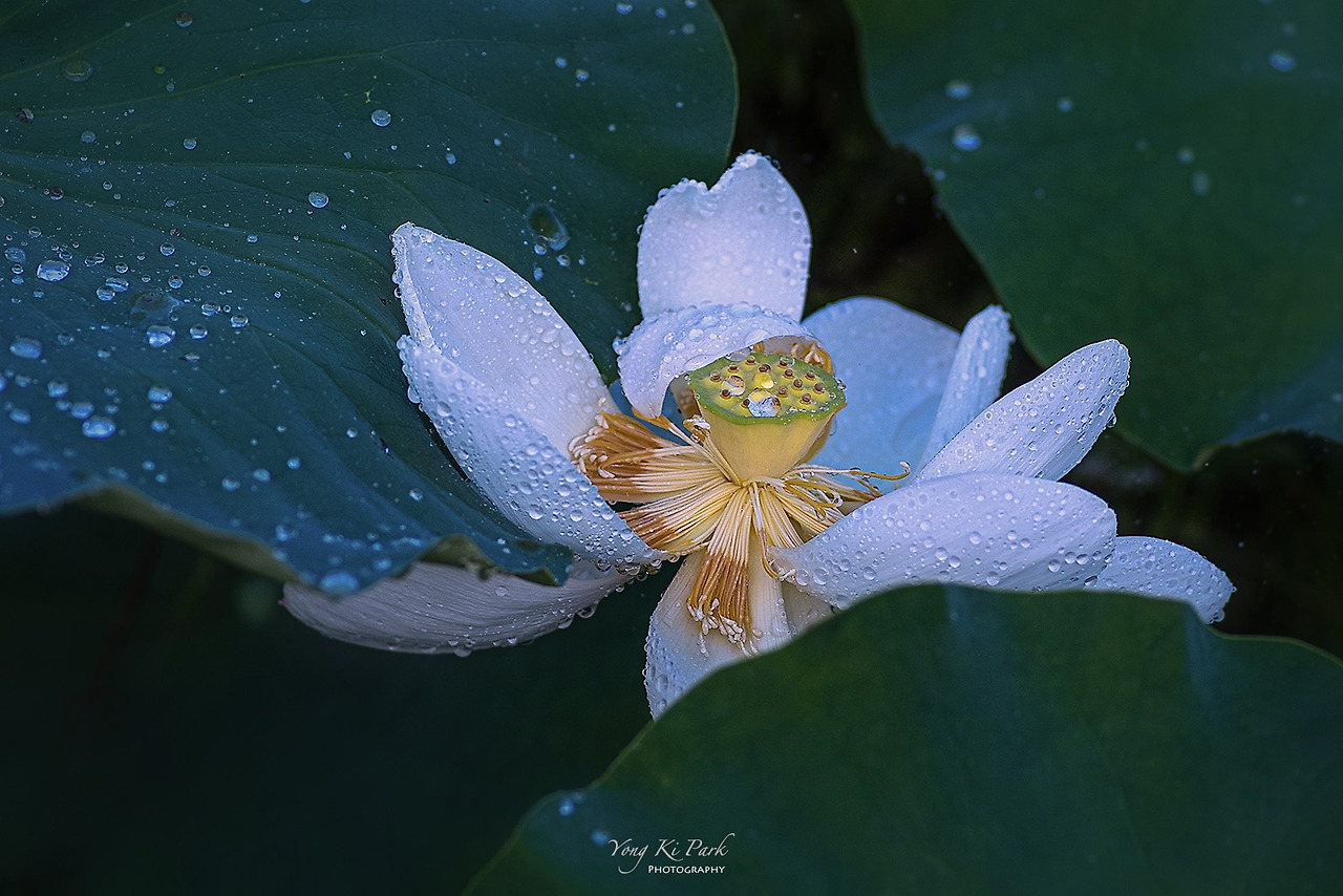 119_4872-s-A rainy day-14.jpg