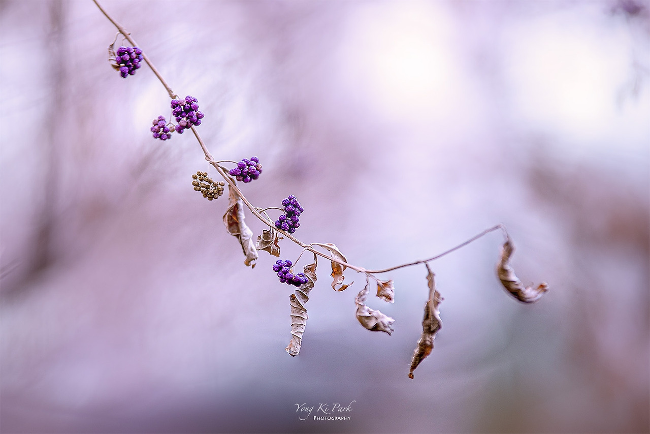 120_4722_21-st-s-Winter garden-3.jpg