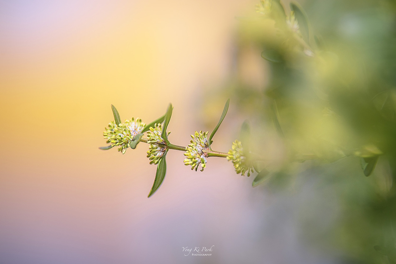 120_8350-s-It's spring-8.jpg