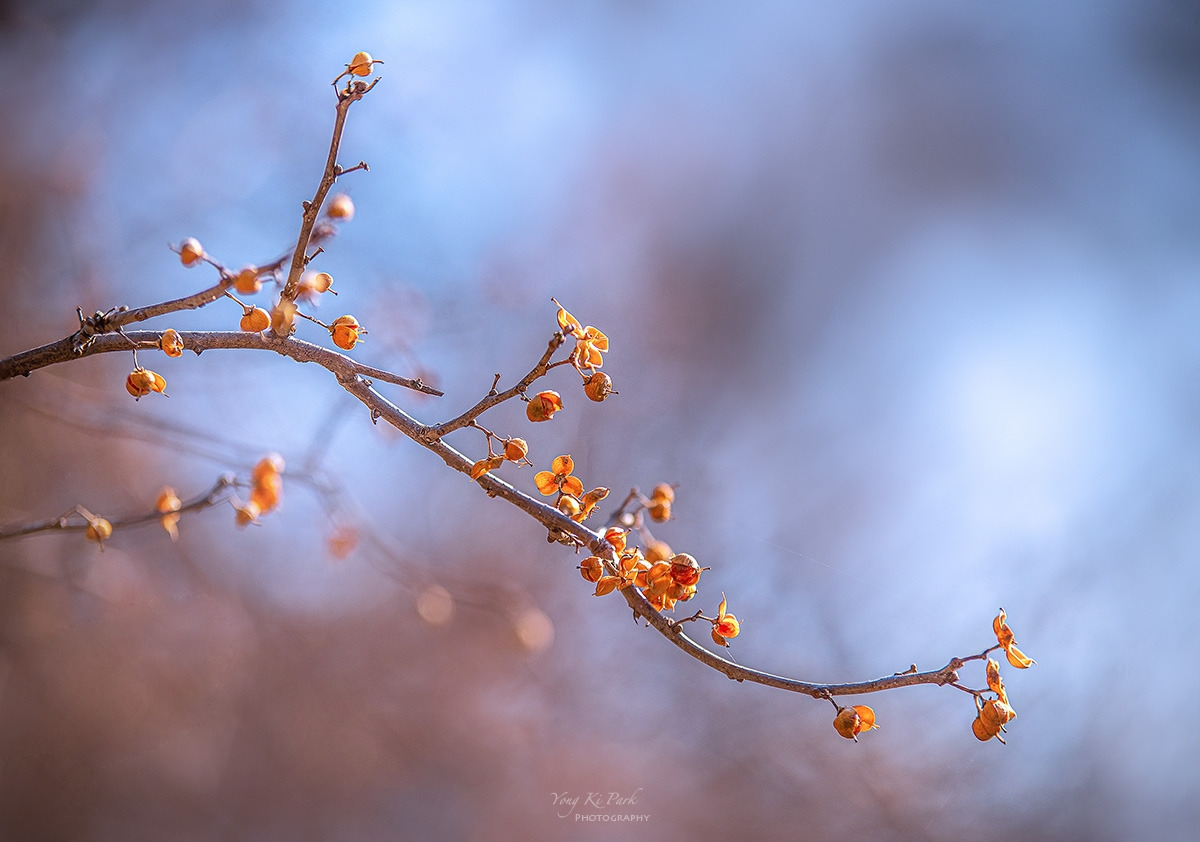 123_9040-44-st-s-Winter life-15.jpg