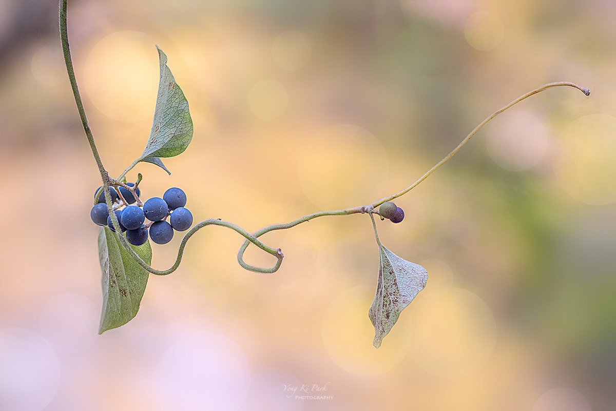 133_0008-13-st-s-Touch of autumn-2024-13.jpg