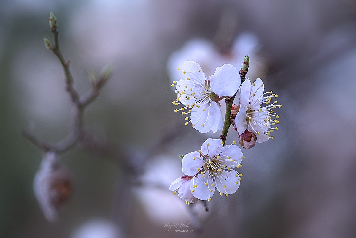 134_3874-82-st-s-Spring that came to me-20.jpg