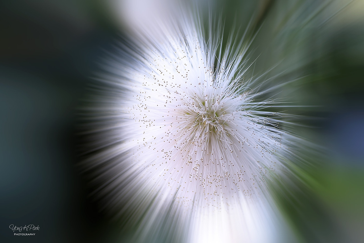 112_6034-m-s-Short trip to a tropical garden-2.jpg