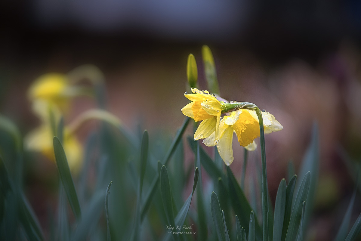 124_8113-17-st-s-When it rains in spring-1.jpg