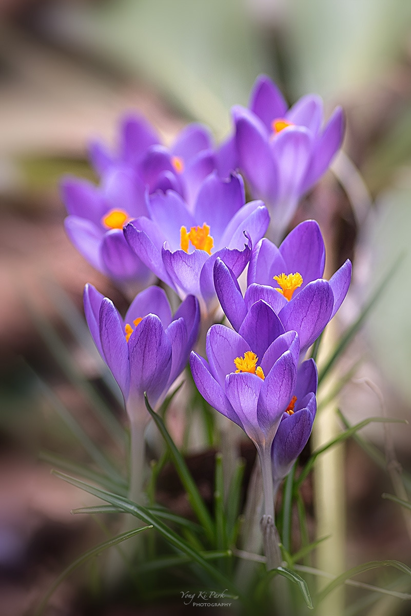 128_6648-55-st-s-In the garden of early spring-8.jpg