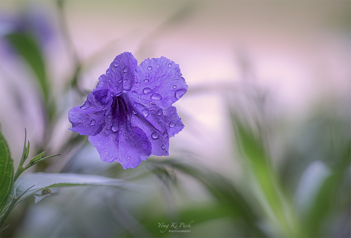 121_6854-56-st-s-Summer garden-25.jpg