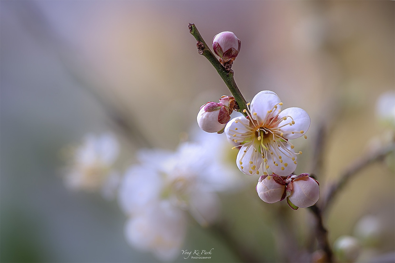 120_7780-87-st-s-It's spring-3.jpg