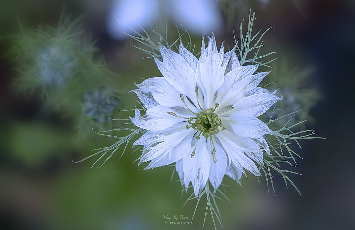 130_5482-87-st-s-A garden walk-2024-11.jpg