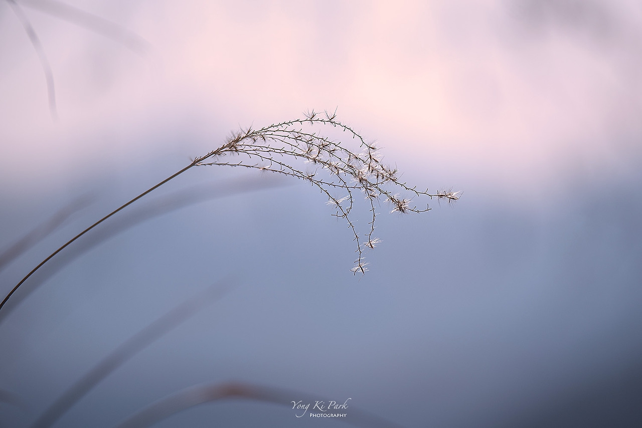 120_6498-s-Winter morning-5.jpg