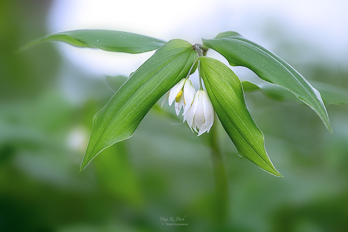 129_9648-55-st-s-Spring dream-2024-5-1.jpg