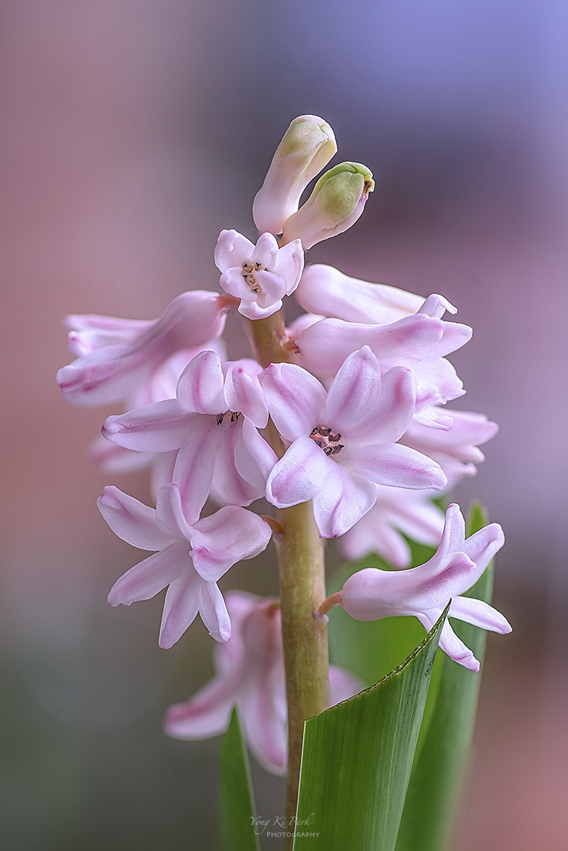 128_7705-7717-st-s-Bom bom(spring spring)-2024-4.jpg