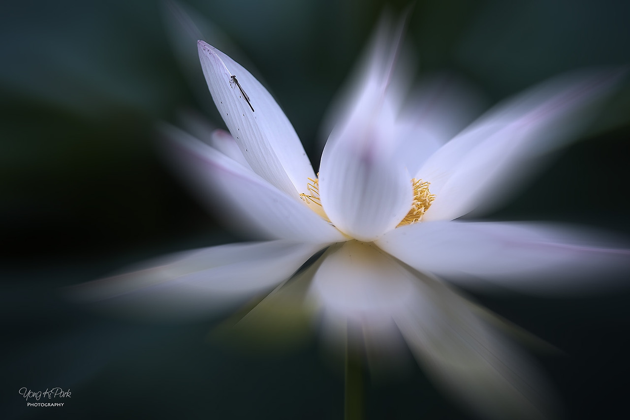 114_4389-m-s-At the summer pond-3.jpg