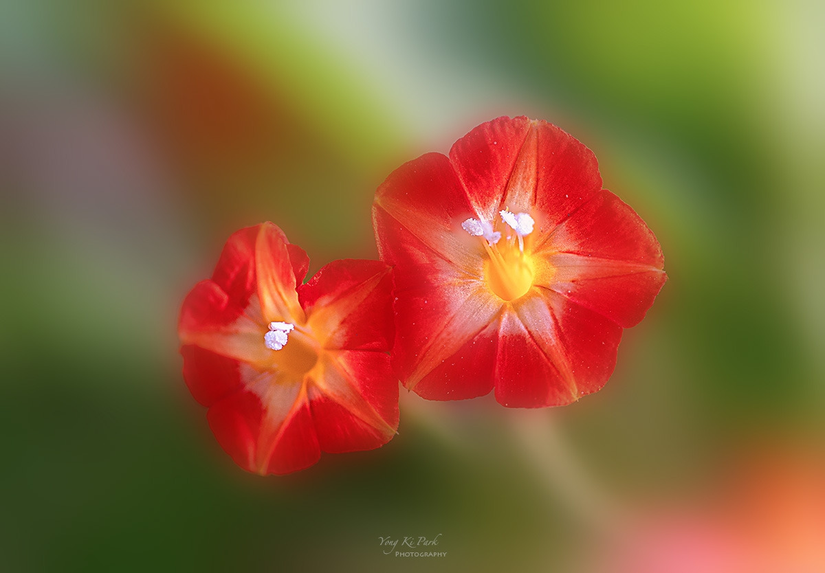 137_6729-33-st-m-s-Autumnal lyricism-11.jpg