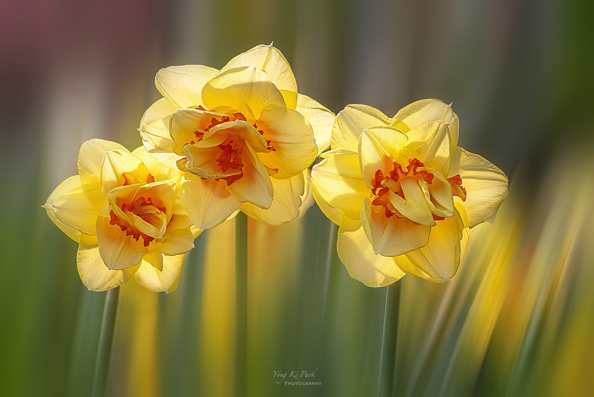 134_2951-55-st-m-s-Spring that came to me-29.jpg