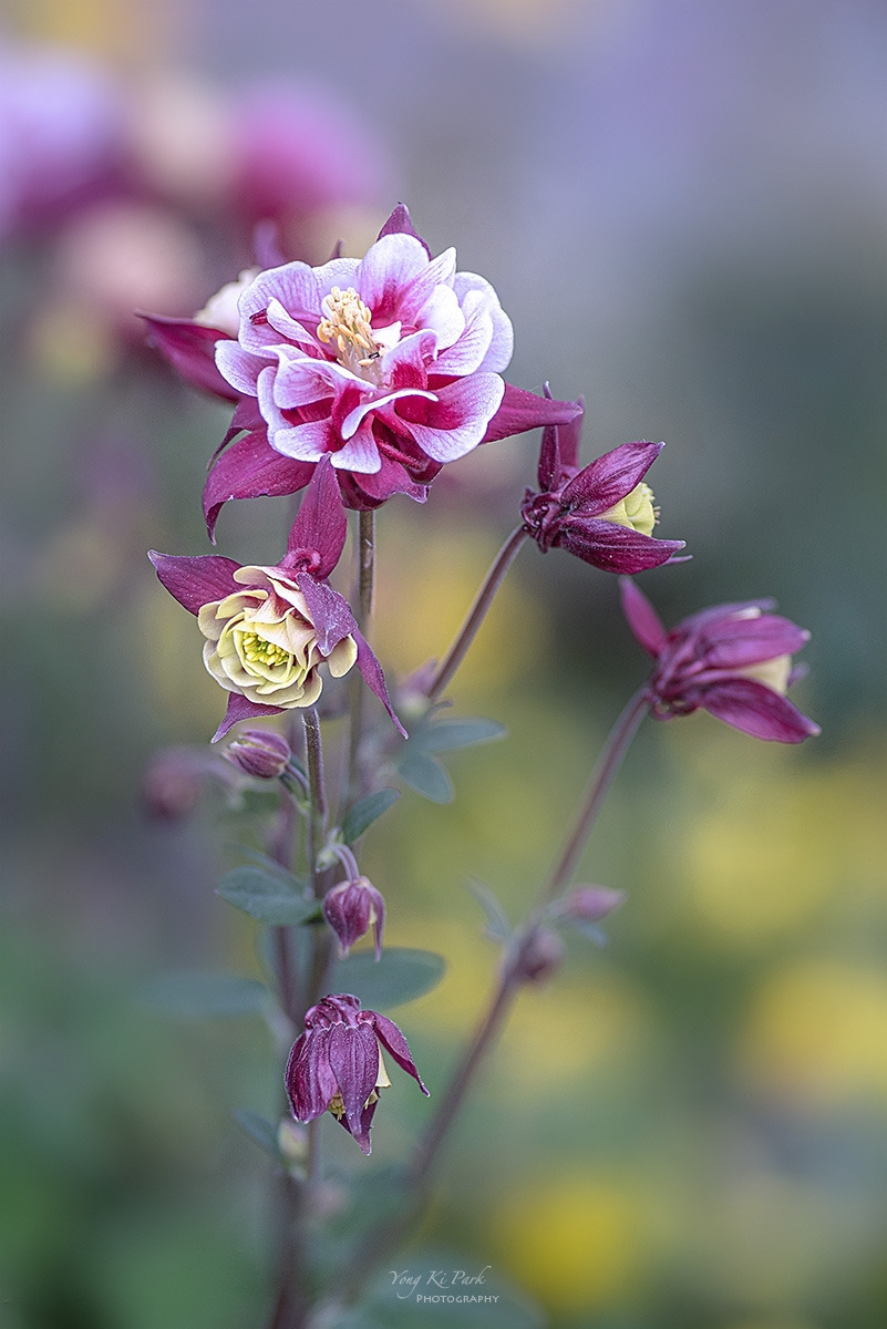 134_9916-23-st-s-Spring that came to me-39.jpg