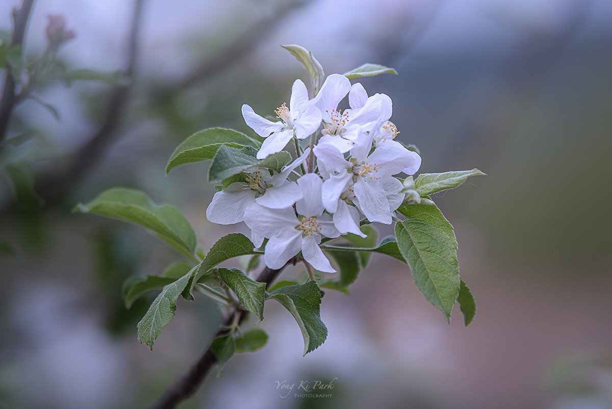 121_2324-s-So spring has come and is going-18.jpg