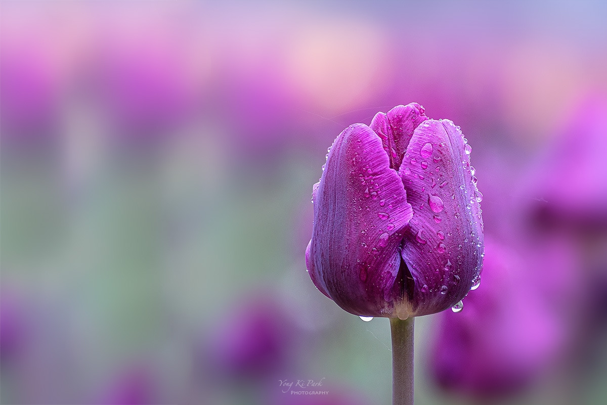 125_1249-55-st-c-s-When it rain in spring-10.jpg