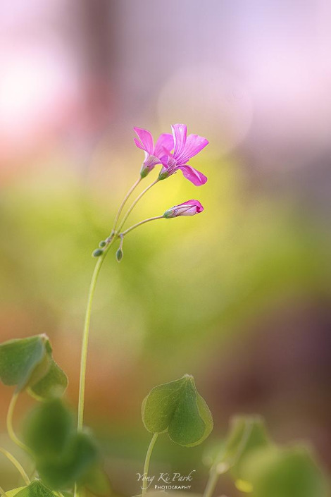 120_3547-s-Spring in my balcony-5.jpg