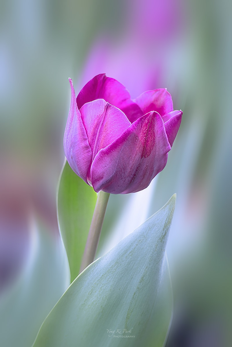 134_3812-18-st-m-s-Spring that came to me-22.jpg