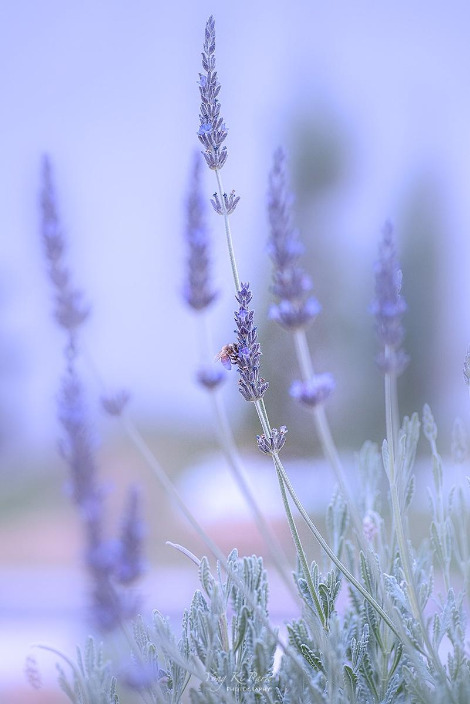 121_3155-s-Where my eyes stay-9.jpg