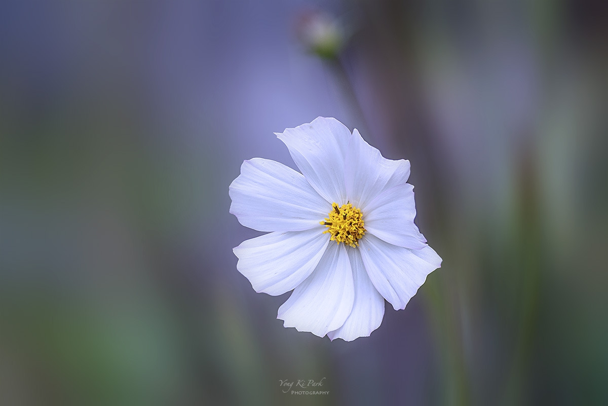 132_4367-70-st-s-A poem of autumn-8.jpg