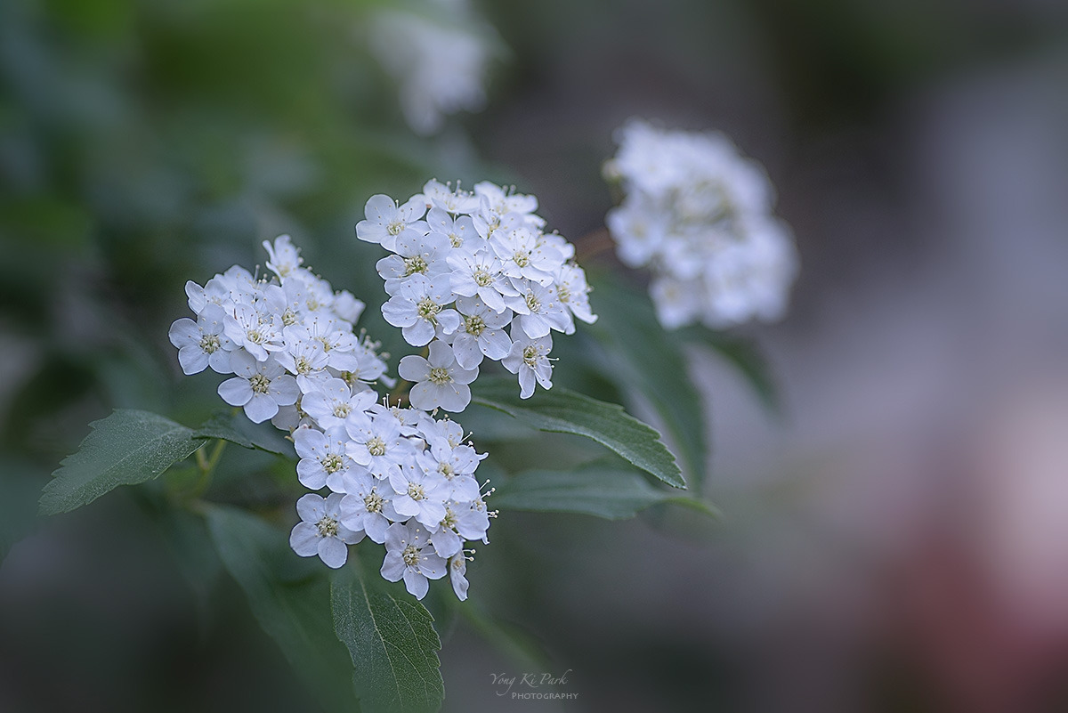 135_4474-78-st-s-Spring that came to me-43.jpg