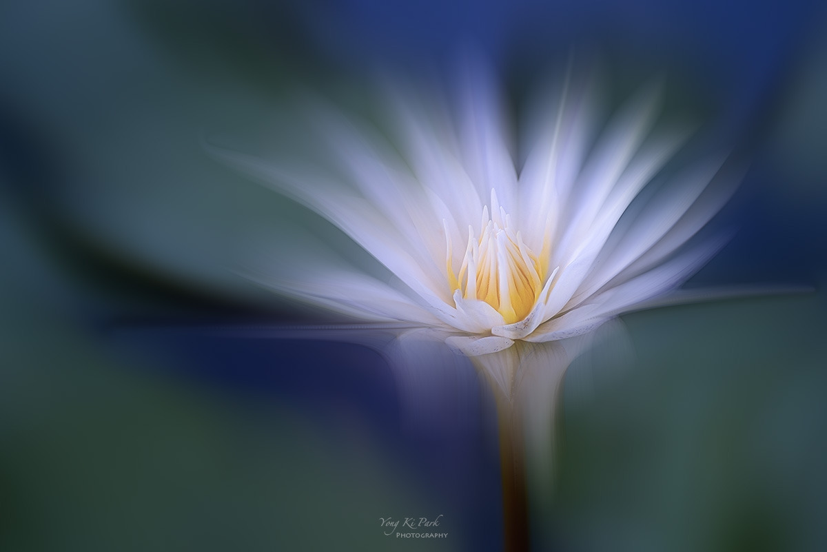 126_4729_31-st-m-2-s-Floral abstract-53-2023 summer sory-1-2.jpg