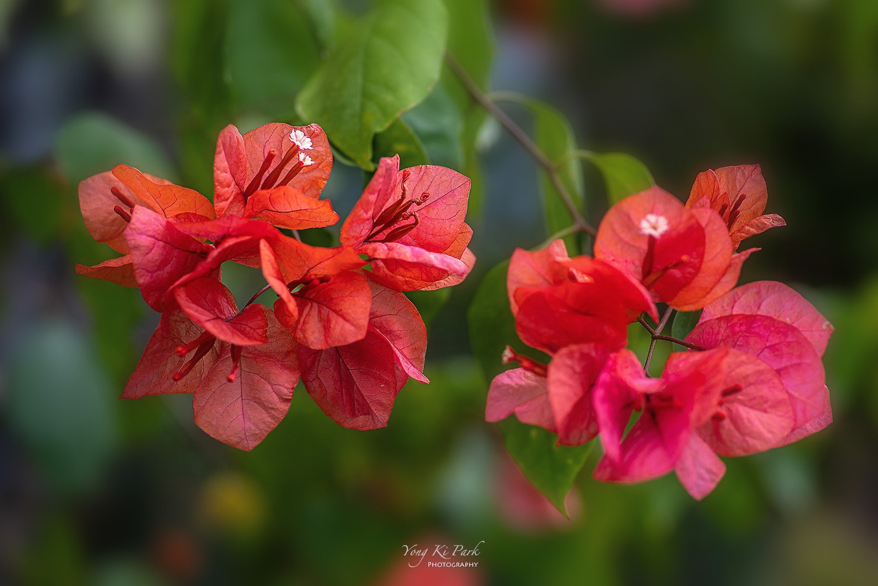 119_7117-s-A sketchbook  of early autumn-12.jpg