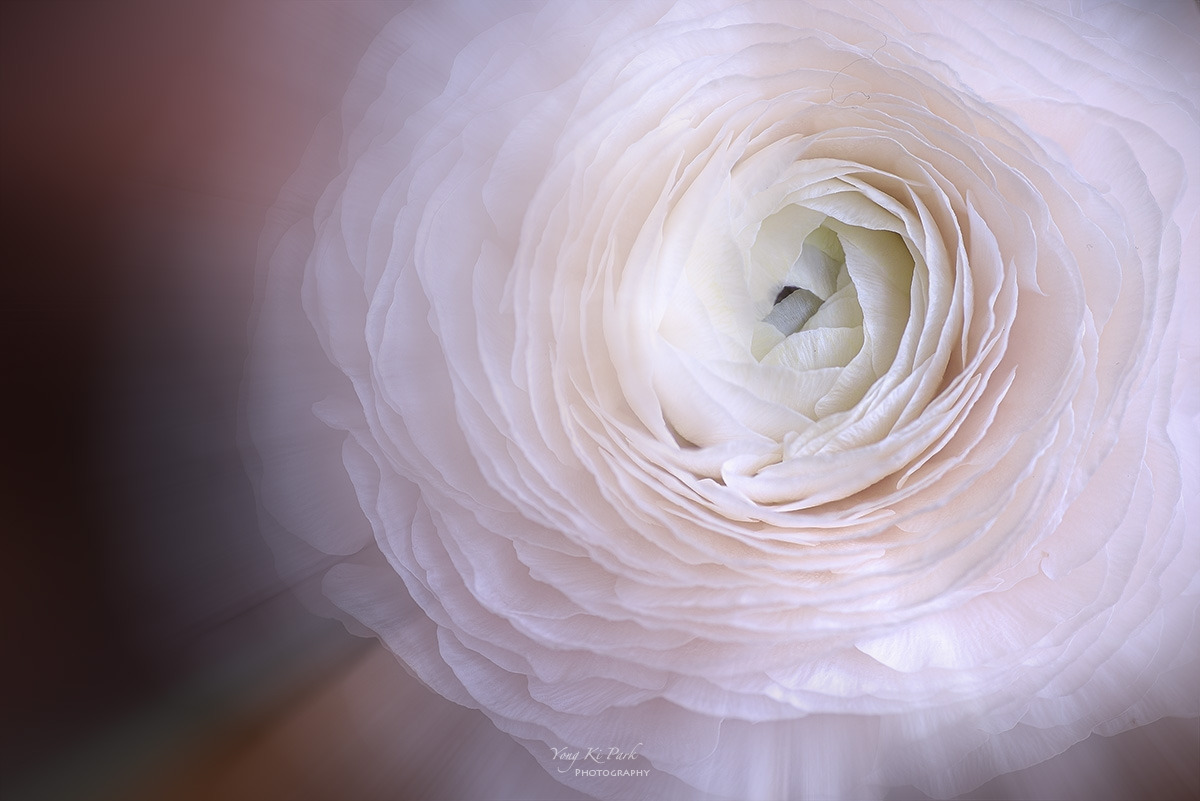 124_0146-47-st-m-c-s-Dreaming flowers-7.jpg