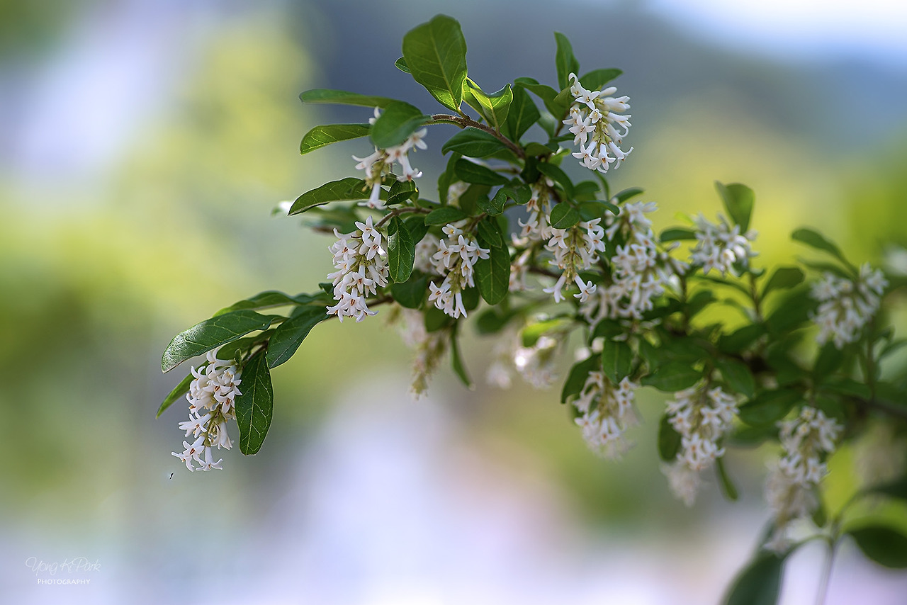 117_1986_84-st-sI knew that I would love you-2.jpg