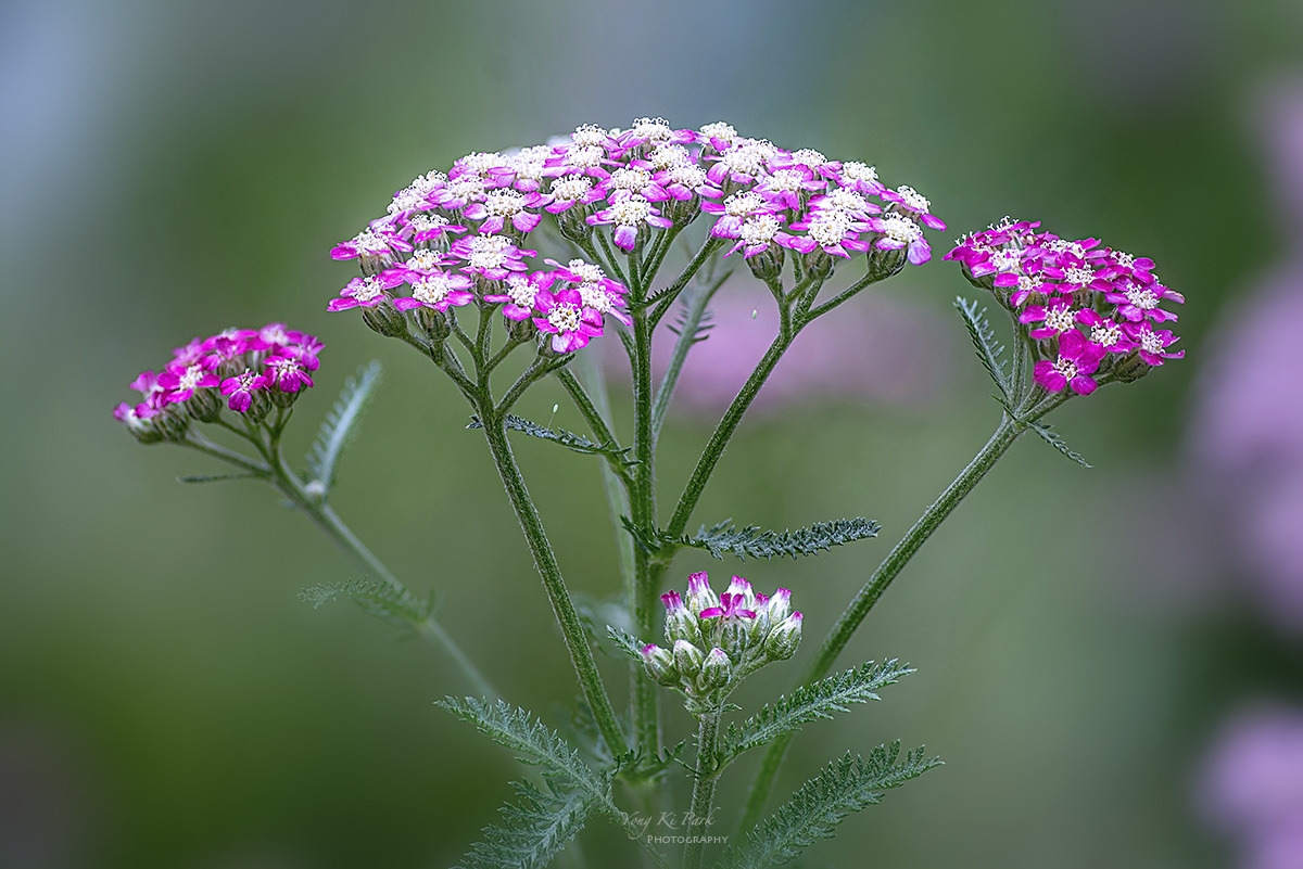 131_5236-43-st-s-Already September-4.jpg