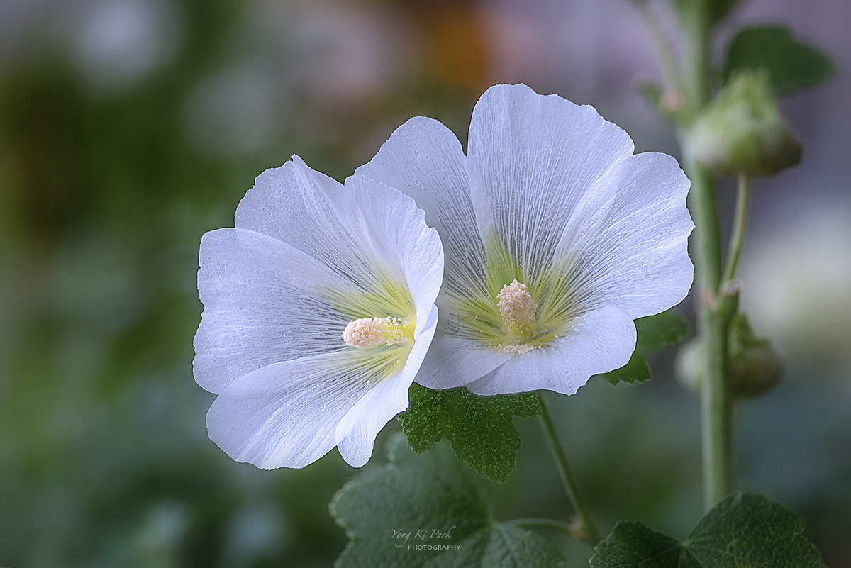 126_4456-63-st-s-Flowers in my balcony garden-2023-1.jpg