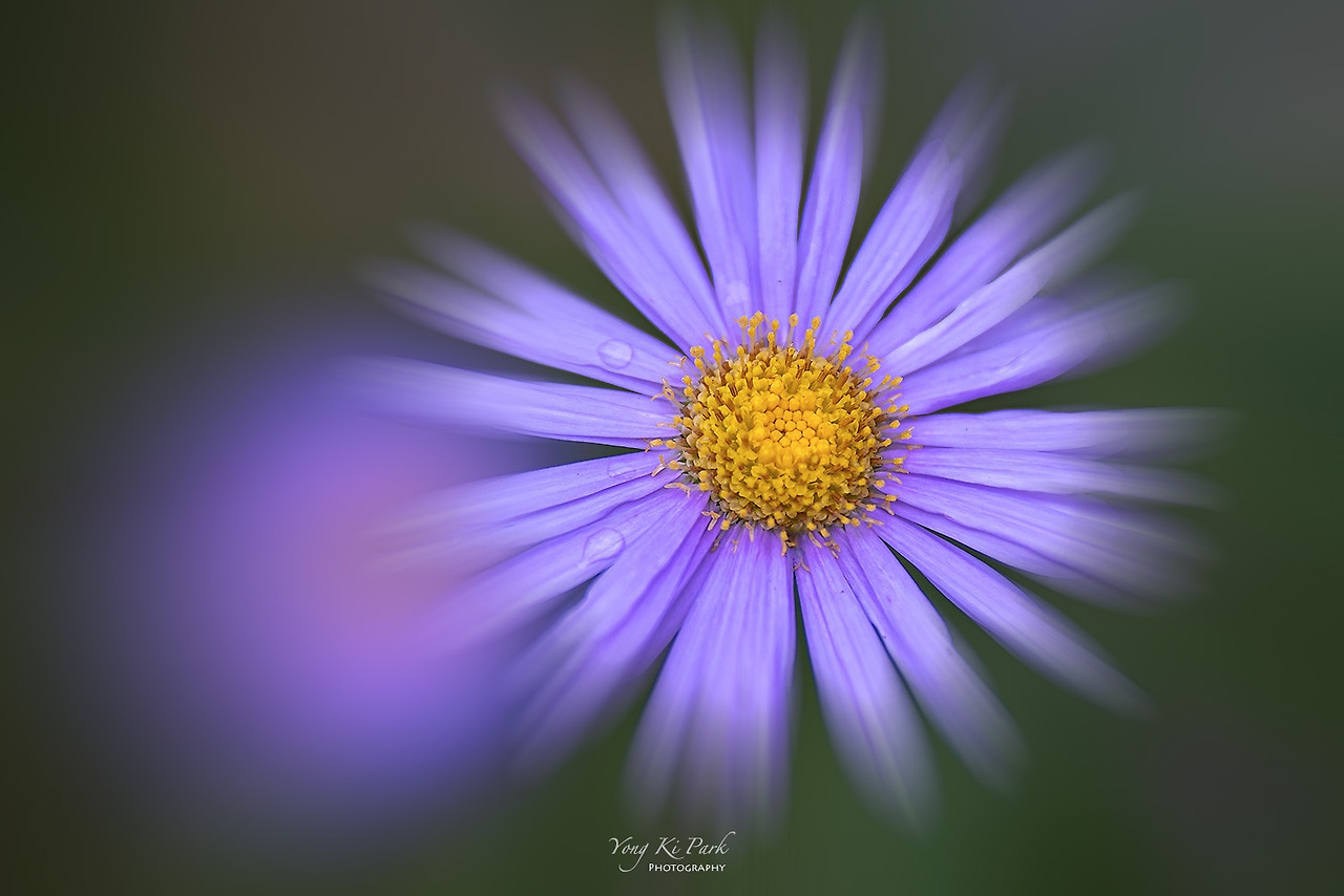 119_3696-m-s-Late summer and early autumn-4.jpg