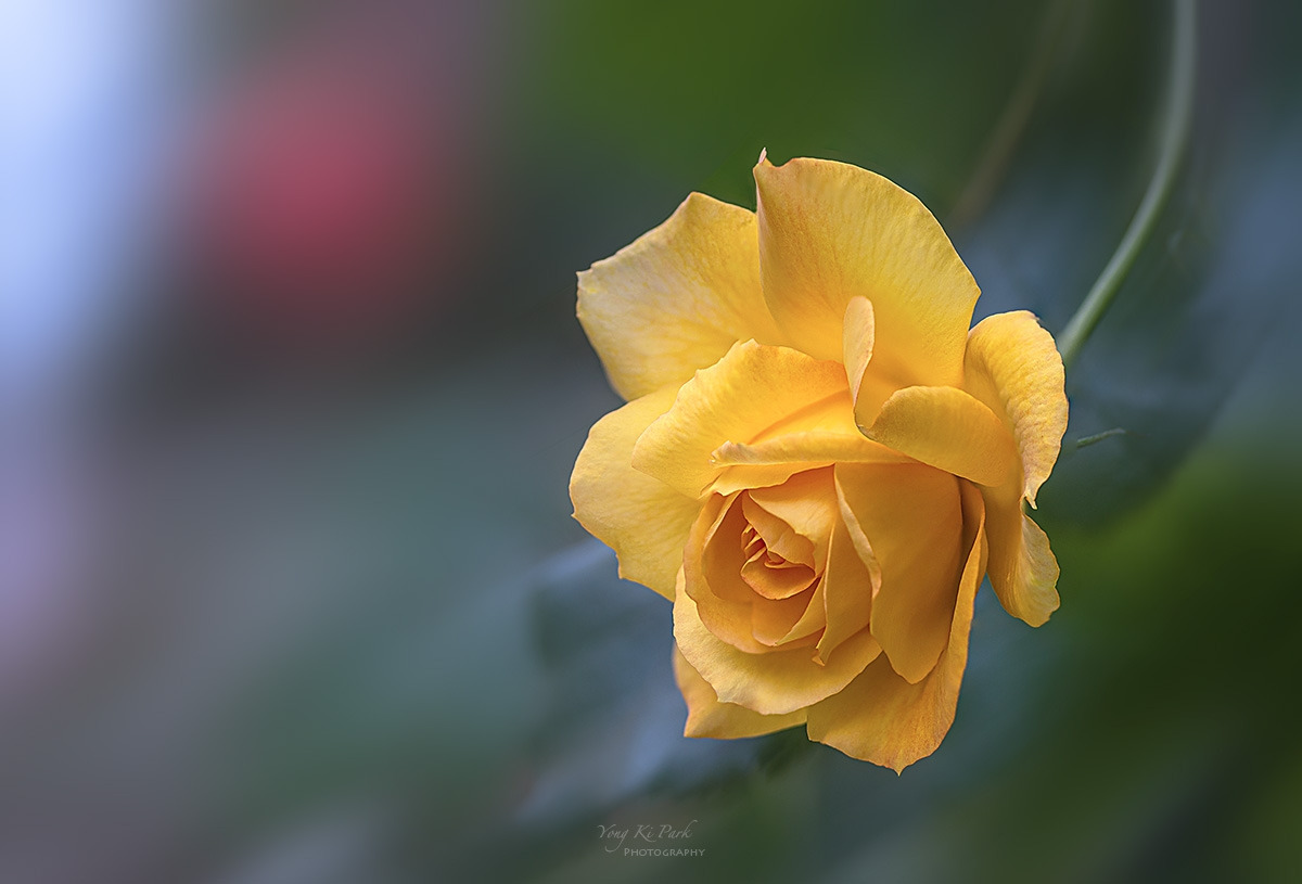 135_9829-33-st-s-In the summer garden-2.jpg