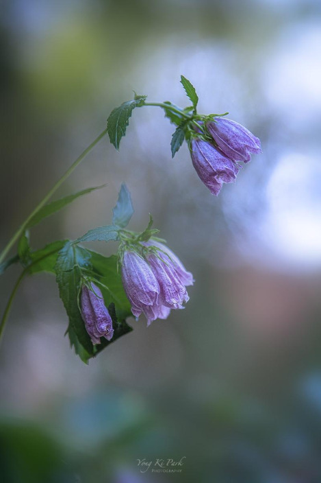 121_4829-s121_4505-s-Where my eyes-21.jpg