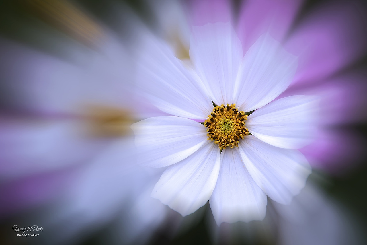 115_4392-c-s-A precious moment of autumn-20.jpg